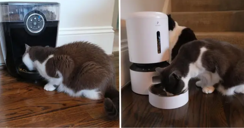 Kittyfeeder