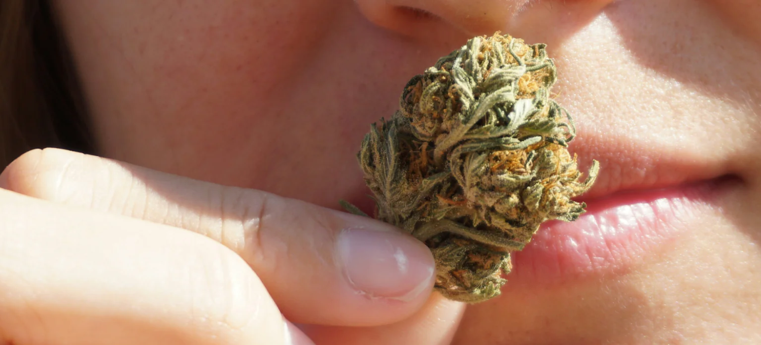  thca-flower-vs-thc-flower